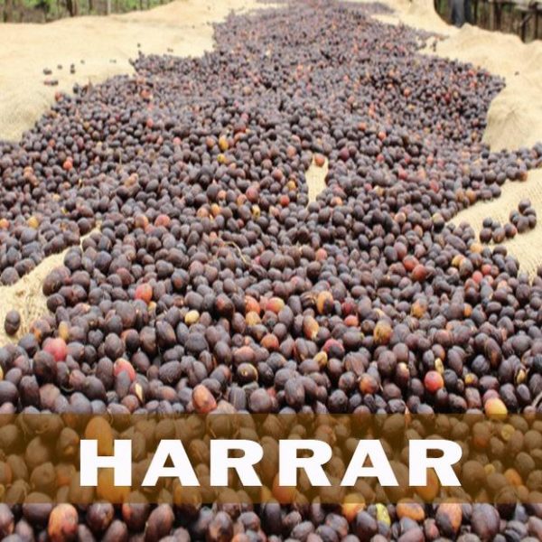 Ethiopian Harrar